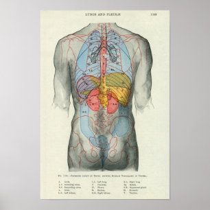 Poster Relation extérieure humaine d'anatomie aux organes