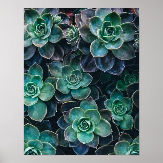 Poster Relaxant Vert Bleu Succulent Cactus Plantes (Devant)