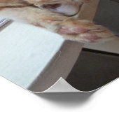 Poster Relaxation de Kitty (Coin)