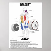 Poster Remise en état - Exercice - Diagramme d'anatomie m (Devant)