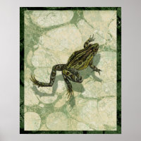 Remonter le crapaud dans l'eau