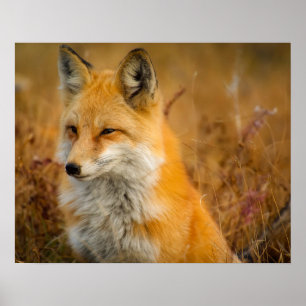 Poster renard