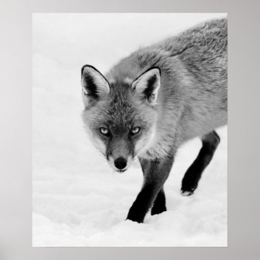 Poster Renard à sonde (Devant)