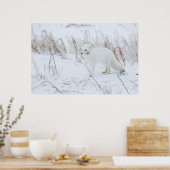 Poster Renard arctique (Cuisine)
