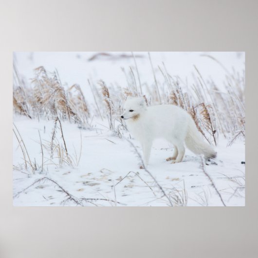 Poster Renard arctique (Devant)