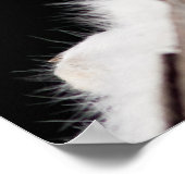 Poster Renard arctique (Coin)