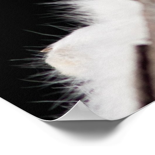 Poster Renard arctique (Coin)