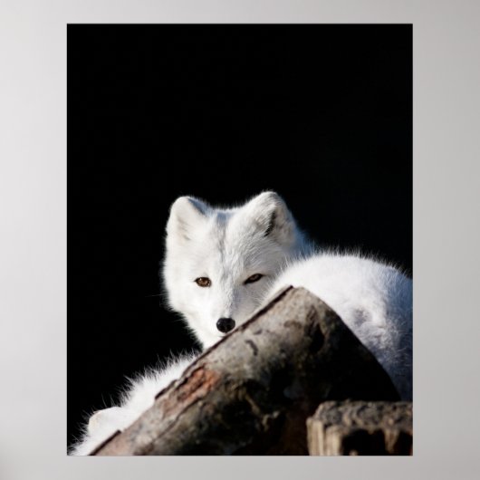 Poster Renard arctique (Devant)