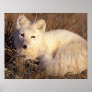 Poster renard arctique, Alopex lagopus