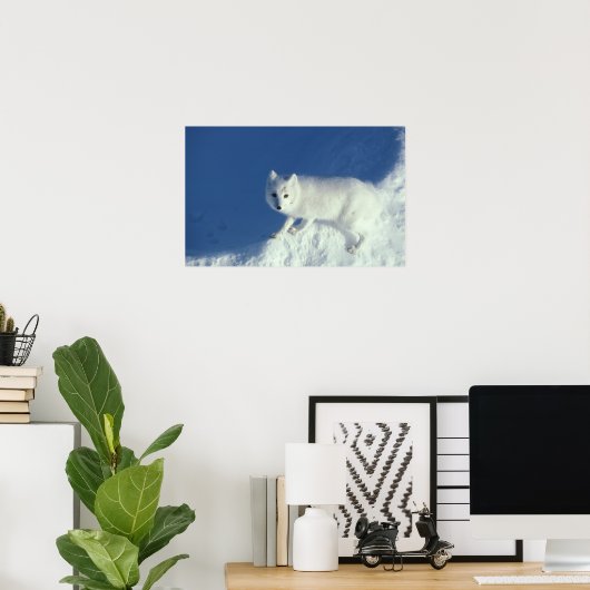 Poster Renard arctique (Alopex lagopus) Un renard arctiqu (Bureau à domicile)