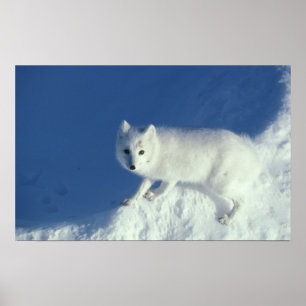 Poster renard arctique Alopex lagopus) Un renard arctique
