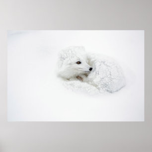 Poster Renard arctique recroquevillé en hiver