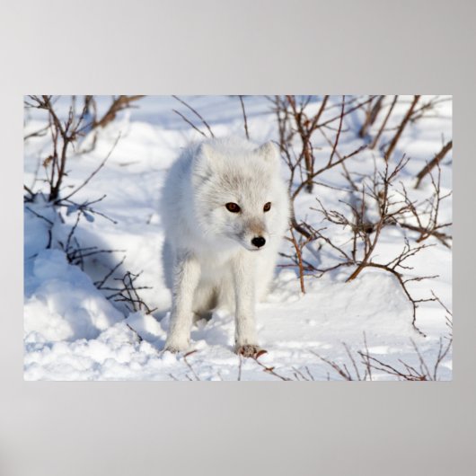 Poster Renard Arctique, Zone de gestion de la faune de Ch (Devant)