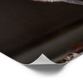 Poster Renard argenté captivant (Coin)