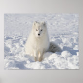 Poster Renard blanc (Devant)