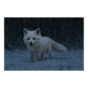 Poster Renard blanc