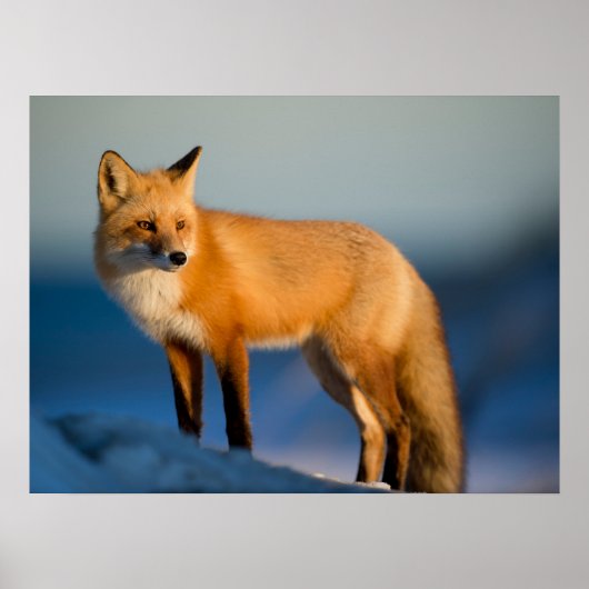 Poster Renard Brown (Devant)