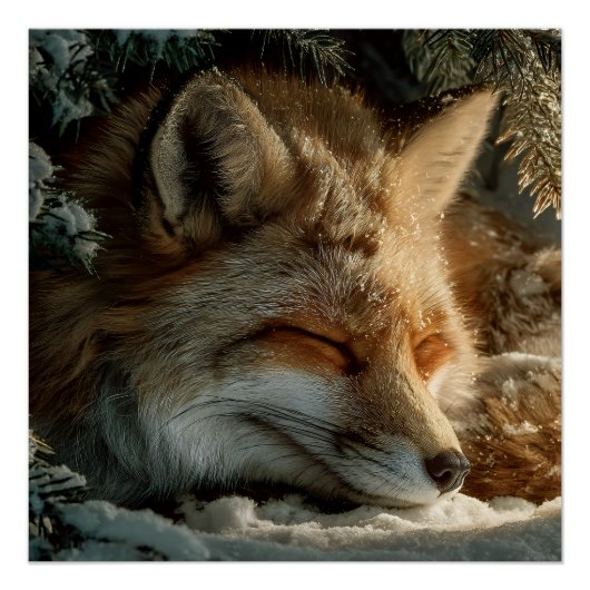 Poster Renard des neiges ensoleillé (Devant)