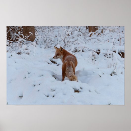 Poster Renard d'hiver (Devant)