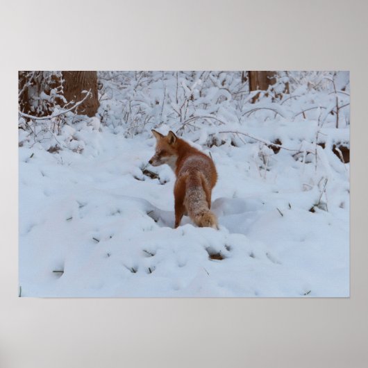 Poster Renard d'hiver (Devant)