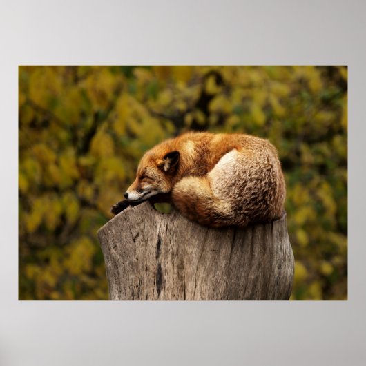 Poster Renard endormi (Devant)