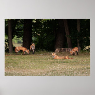 Poster Renard Family