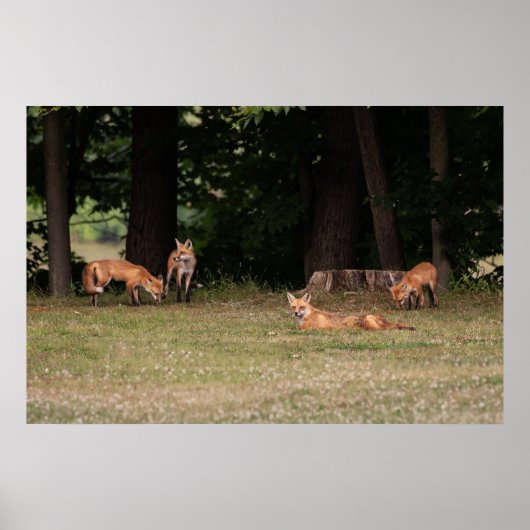 Poster Renard Family (Devant)