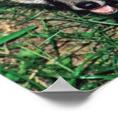 Poster Renard gris (Coin)