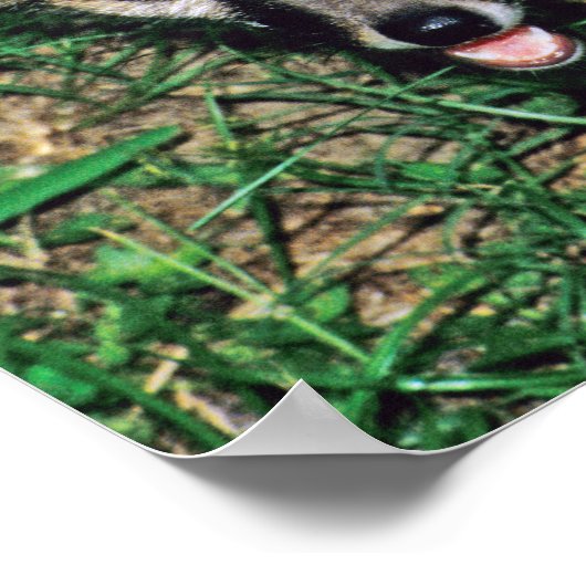 Poster Renard gris (Coin)