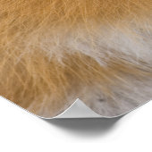 Poster Renard rouge (Coin)