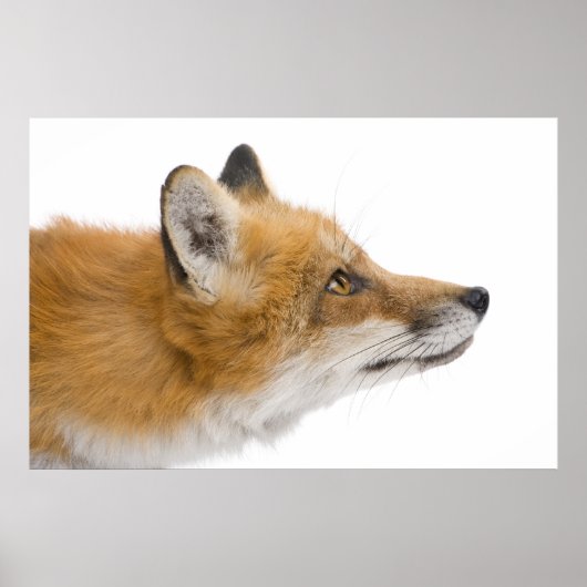 Poster Renard rouge (Devant)