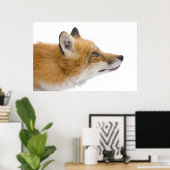 Poster Renard rouge (Bureau à domicile)
