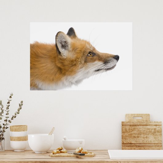 Poster Renard rouge (Cuisine)