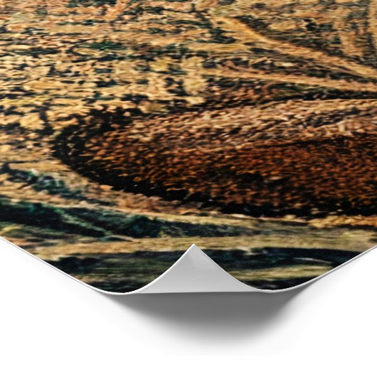 Poster Renard rouge (Coin)