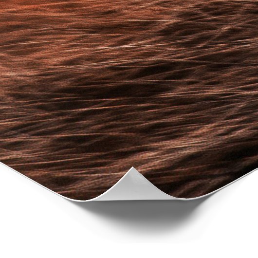 Poster Renard rouge (Coin)