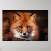 Poster Renard rouge (Devant)