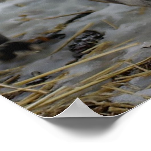 Poster Renard rouge (Coin)