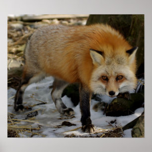 Poster Renard rouge