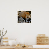 Poster Renard rouge (Cuisine)