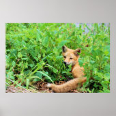 Poster Renard rouge (Devant)