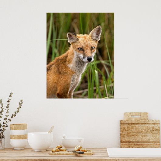 Poster Renard rouge (Cuisine)