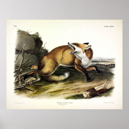 Poster Renard rouge américain, Vulpes vulpes fulvus par A (Devant)