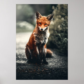 Poster Renard Rouge Assis Au Sol