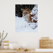 Poster Renard rouge dans la neige (Cuisine)