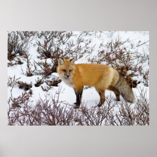 Poster Renard rouge dans la neige en hiver
