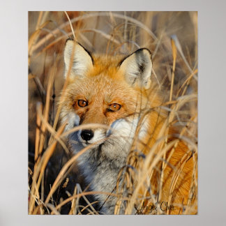 Poster Renard Rouge Dans Les Mauvaises Herbes