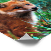 Poster Renard rouge dans l'habitat naturel (Coin)
