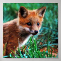 Renard rouge dans l'habitat naturel