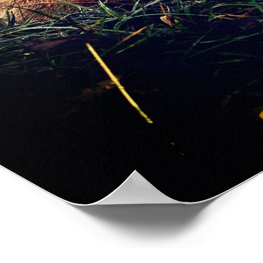 Poster Renard rouge dans une forêt (Coin)