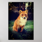 Poster Renard rouge dans une forêt (Devant)